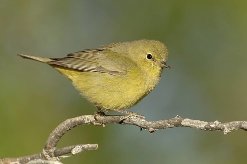 Orange-crowned Warbler (Leiothlypis celata), Texas, USA
