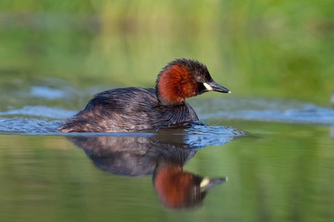 Little Grebe (Tachybaptus ruficollis), Saxony, Germany