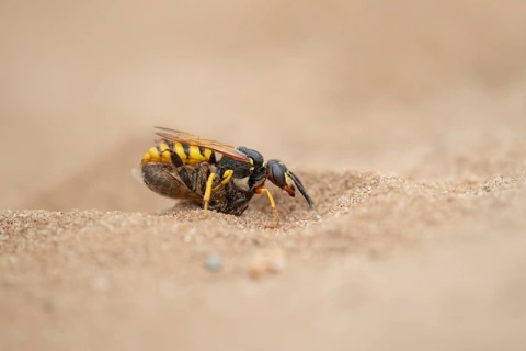 European bee wolf (Philanthus triangulum) adult solitary wasp insect carrying a Honey bee back to