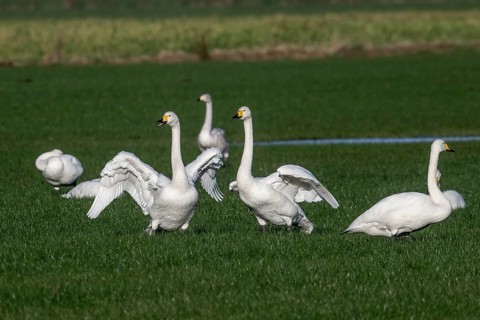 Whooper swans (Cygnus cygnus), Emsland, Lower Saxony, Germany