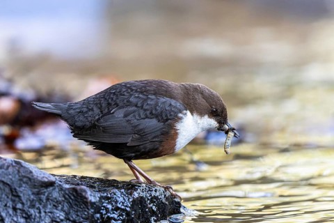 White-throated Dipper (Cinclus cinclus) with food in its beak, North Rhine-Westphalia, Germany