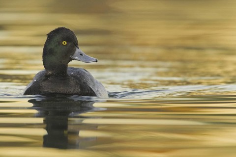 Lesser Scaup (Aythya affinis) male, Arizona, USA