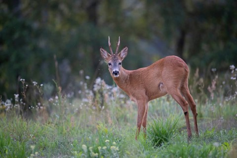 Roe deer (Capreolus capreolus), roebuck in a forest clearing, Tyrol, Austria