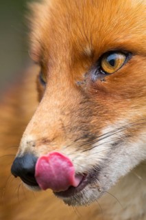 Red Fox (Vulpes vulpes) adult portrait, Netherlands