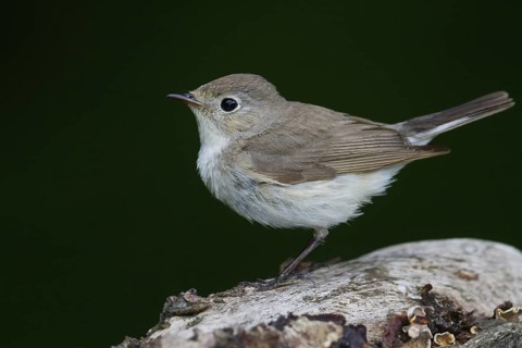 Red-breasted Flycatcher (Ficedula parva) juvenile, Hungary