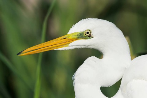 Great Egret (Ardea alba), Eilat, Israel