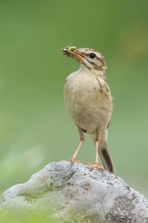 Tawny Pipit (Anthus campestris) carrying insect prey to feed young, Grobnik, Croatia