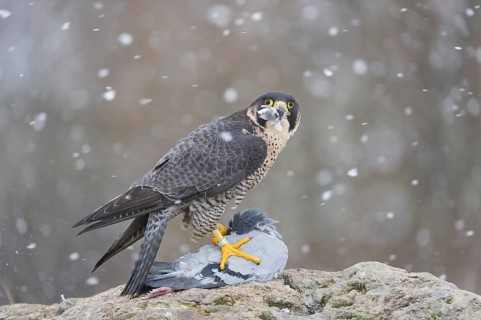 Peregrine Falcon (Falco peregrinus) female, Saxony, Germany