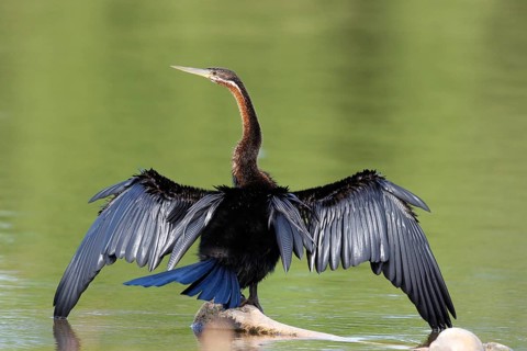 African Darter (Anhinga rufa), Okavango-Delta, Botswana