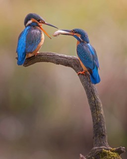 Kingfisher (Alcedo atthis) spring, courtship, mating, nuptial gift, male, hunting, catching fish,