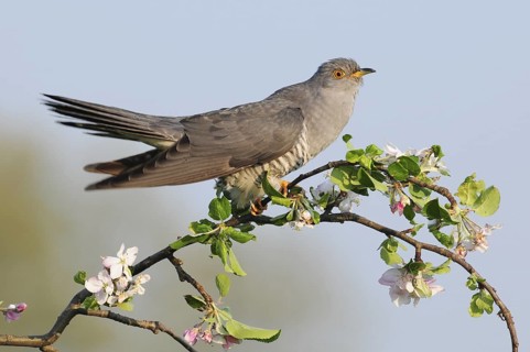 Common Cuckoo (Cuculus canorus) male, Baden-Wuerttemberg, Germany