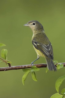 Bell's Vireo (Vireo bellii), Texas, USA