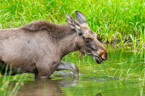 Eurasian elk (Alces alces) walking in a little swamp in early summer, Bavarian Forest, Bavaria,