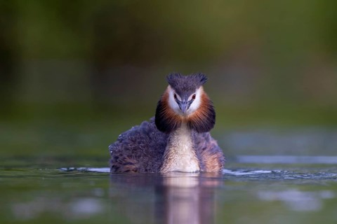 Great Crested Grebe (Podiceps cristatus), North Rhine-Westphalia, Germany