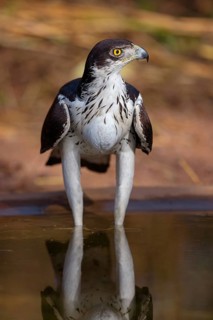 African Hawk-eagle, Acacia eagle, (Aquila spilogaster), perch, Tendaba camp / Tendaba photo hid,
