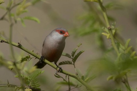 Common Waxbill (Estrilda astrild) perched on a branch, Cape Verde