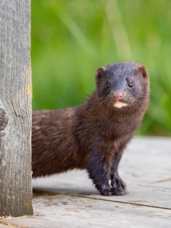 A mink looks interested
