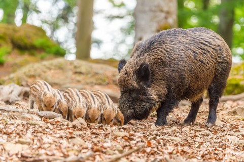 Wild boar (Sus scrofa) mother with her piglets (Squeaker) in a forest, Bavaria, Germany