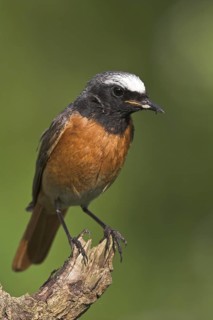 Common Redstart (Phoenicurus phoenicurus) male, Baden-Wuerttemberg, Germany