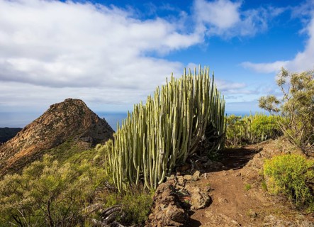Mountain landscape, mountain hiking, Euphorbia canariensis, Canary milkweed with view to Risco