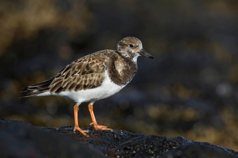 Ruddy Turnstone (Arenaria interpres) feeding amongst the rocks, Fuerteventura, Spain