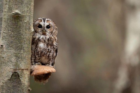 Tawny owl (Strix aluco) adult bird on a Bracket fungi on a Silver birch tree in a woodland in