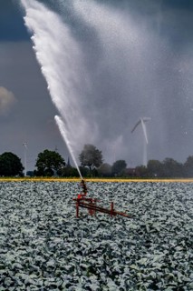 Agriculture, artificial irrigation of a field, irrigation system, cabbage cultivation, red cabbage,