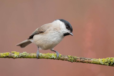 Marsh Tit (Poecile palustris) perched on a branch, Lower Saxony, Germany