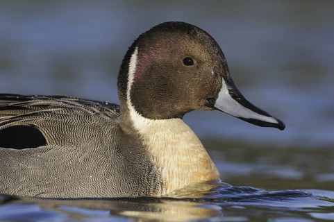 Northern Pintail (Anas acuta) male, British Columbia, Canada