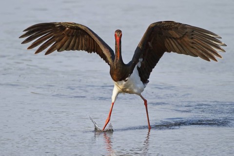 Black Stork (Ciconia nigra) foraging, Greece