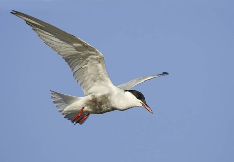 Whiskered Tern (Chlidonias hybrida), Victoria, Australia