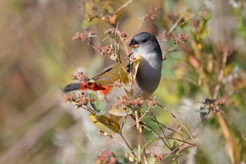 Green Astrild (Coccopygia melanotis), adult, female, on shrub, feeding, seeds, Kirstenbosch