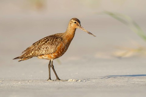 Bar-tailed Godwit (Limosa lapponica) male foraging, Poland