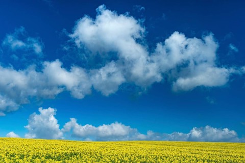 Rape field with blue sky and clouds, Rügen, Bergen, Mecklenburg-Western Pomerania, Germany