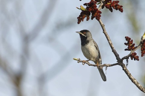 Rüppell's Warbler (Sylvia ruppeli) male, Silifke, Turkey