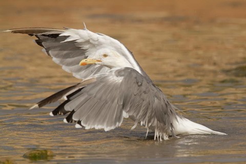 Yellow-legged Gull (Larus michahellis), Morocco
