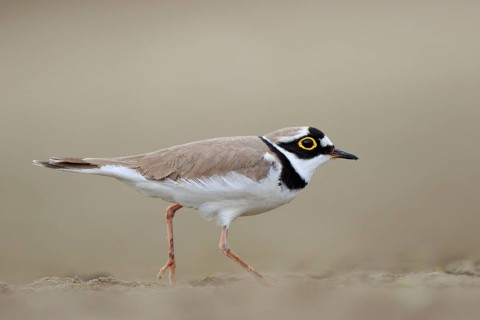 Little Ringed Plover (Charadrius dubius) male, North Rhine-Westphalia, Germany