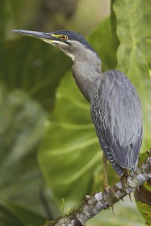 Striated Heron (Butorides striata), Ecuador