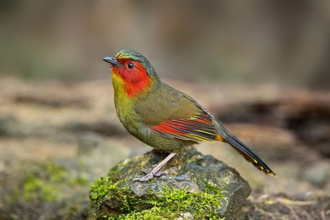 Red-faced Liocichla (Liocichla phoenicea), Yunnan, China