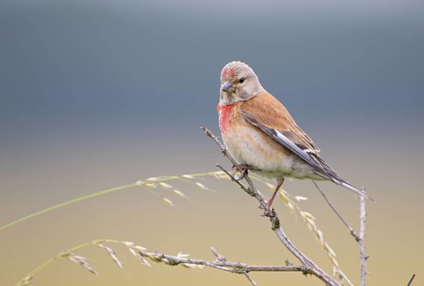 Bluthaenfling (Carduelis cannabina), Linnet, Maennchen zur Brutzeit, Juli, NSG Dingdener Heide,
