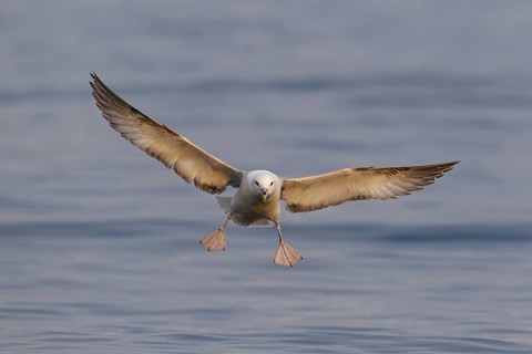 Northern Fulmar (Fulmarus glacialis) flying, Iceland