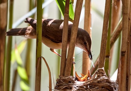 Great Reed Warbler (Acrocephalus arundinaceus) feeding chicks in nest, Mecklenburg