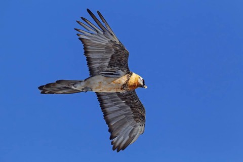 Bearded Vulture (Gypaetus barbatus) flying, Valais, Switzerland