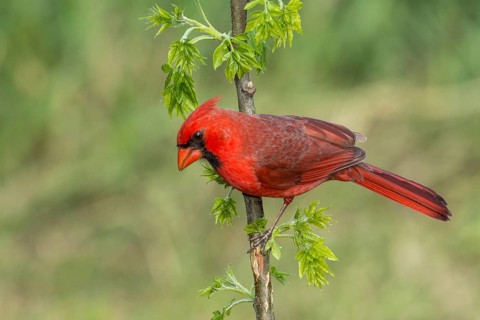 Northern Cardinal (Cardinalis cardinalis) male perched on a twig, Texas, USA