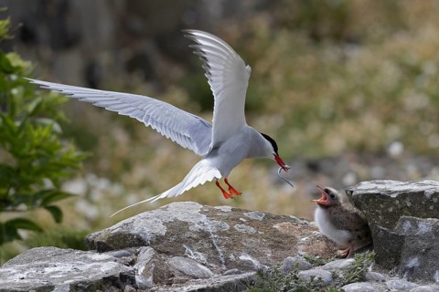 Arctic Tern (Sterna paradisaea) feeding chick, Scotland, United Kingdom