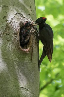 Black Woodpecker (Dryocopus martius) female feeding chicks in nest hole, North Rhine-Westphalia,