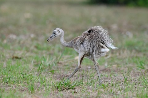 Greater Rhea (Rhea americana), Pantanal, Brazil
