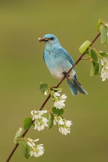 Mountain Bluebird (Sialia currucoides) male with feed in its beak, British Columbia, Canada