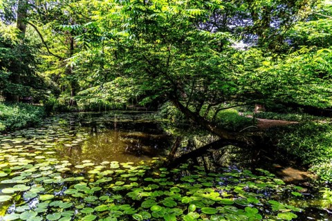 Historic Tuin Schoonoord Park, English-style garden with unique plants, Rotterdam, Netherlands