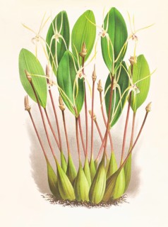 Orchid, Dendrobium Inauditum, authentic reproduction of an illustration by Jean Jules Linden (1817